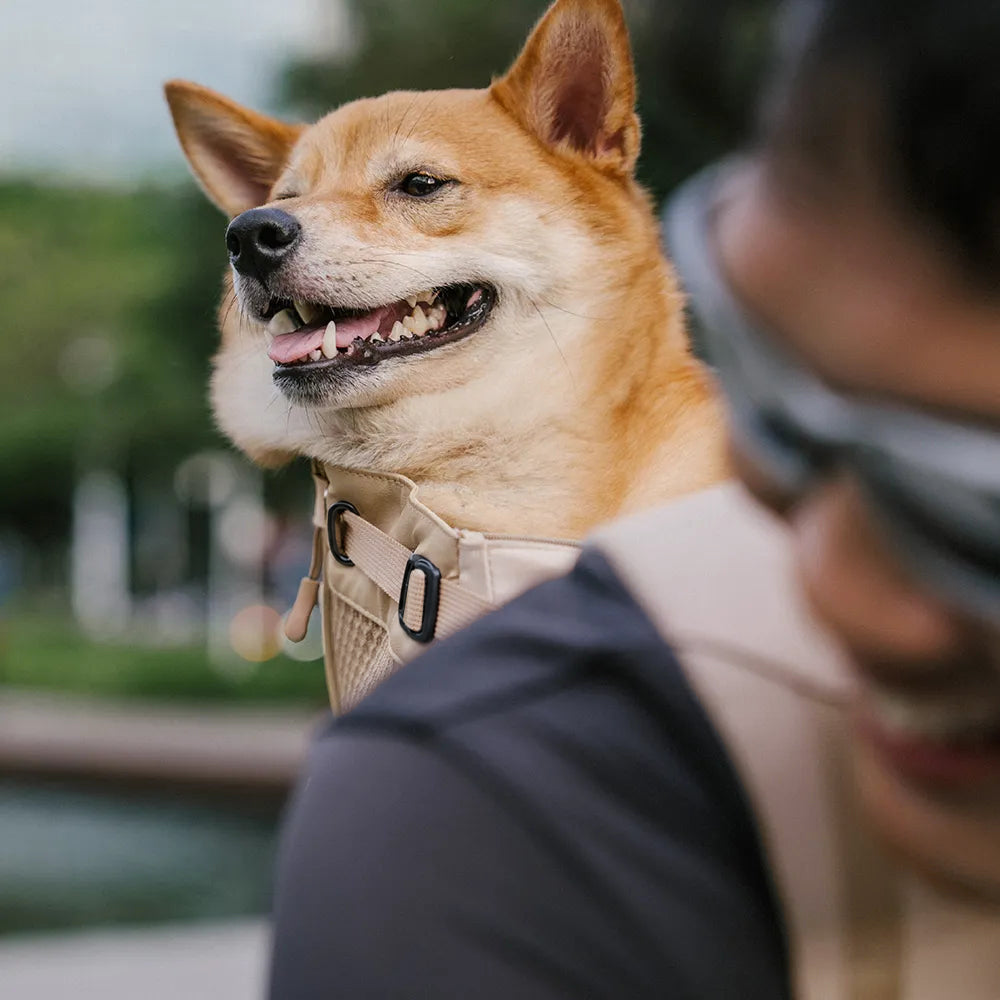 Dog Carrier Backpacks Dog Rucksack Dog Bike Carrier - Urban Roaming