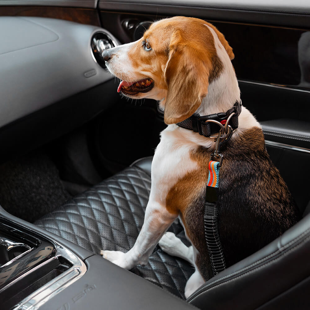 Colourful Buffer Adjustable Cool Dog Accessories Car Seat Belt