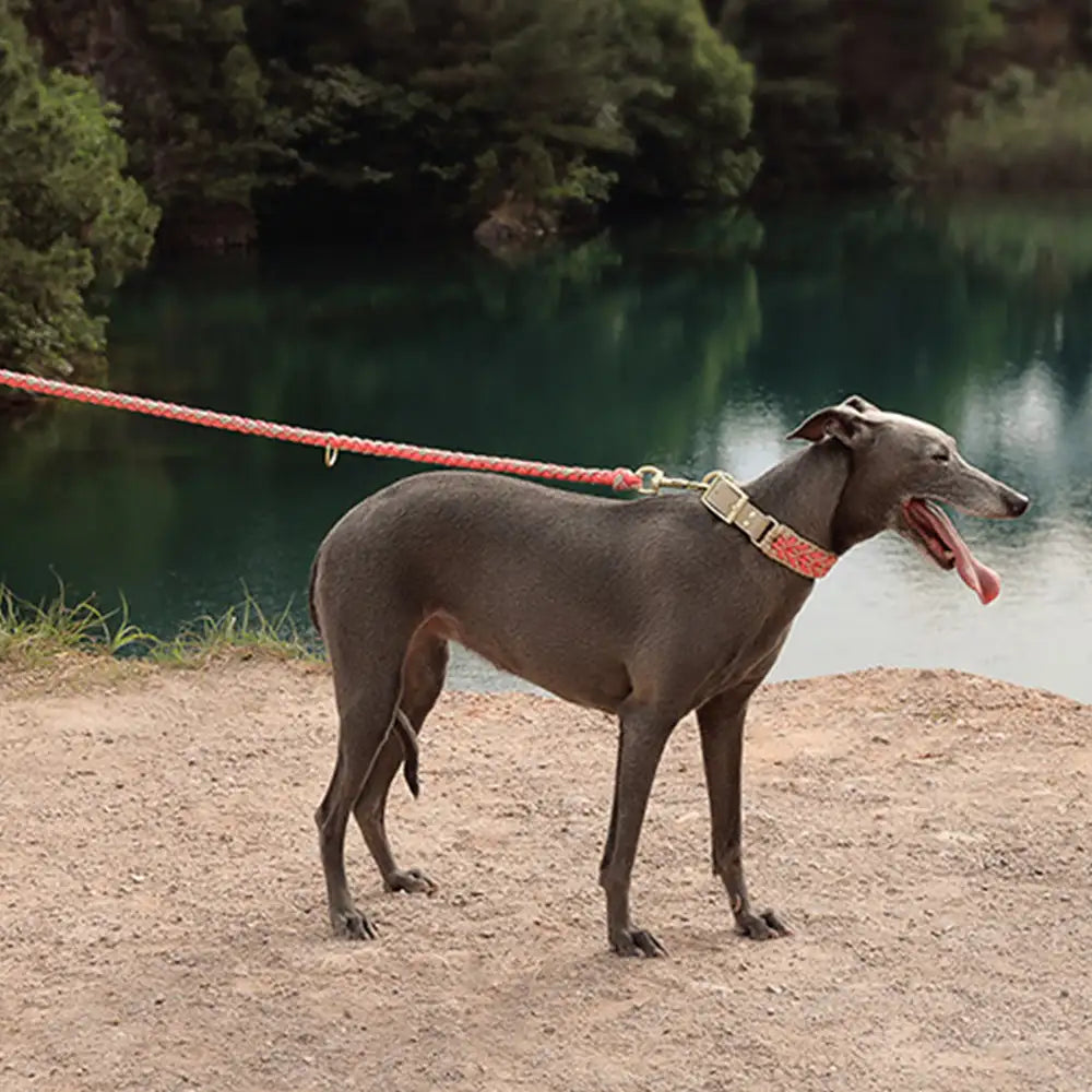 Heavy-Duty Hand-Woven Nylon Dog Leash for Medium and Large Dogs