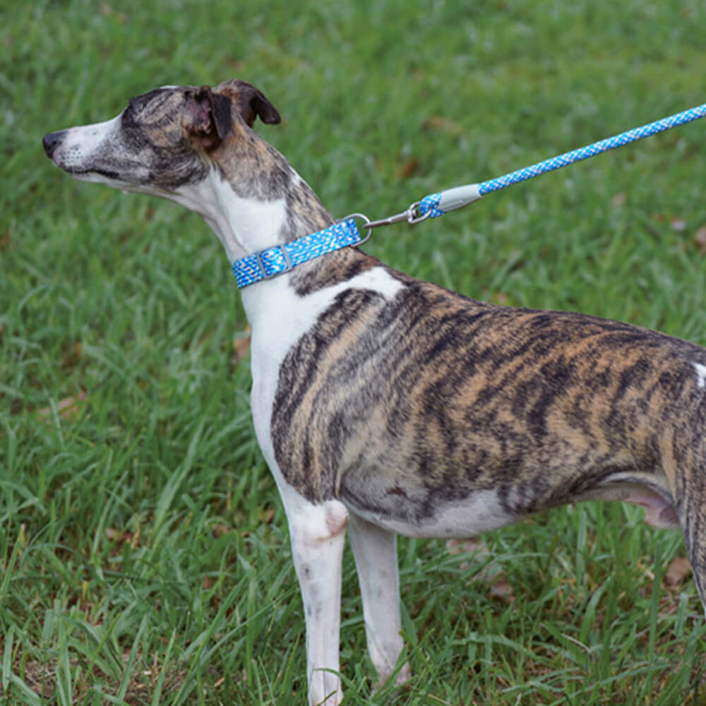 Reflective Weave Adjustable Anti Pull Dog Collar and Lead