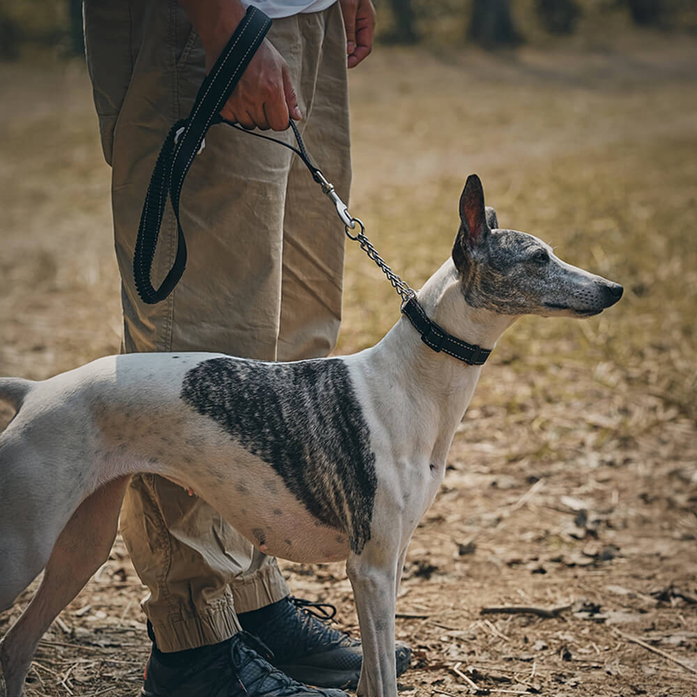 Multifunctional Reflective Anti-Pull Dog Collar and Lead