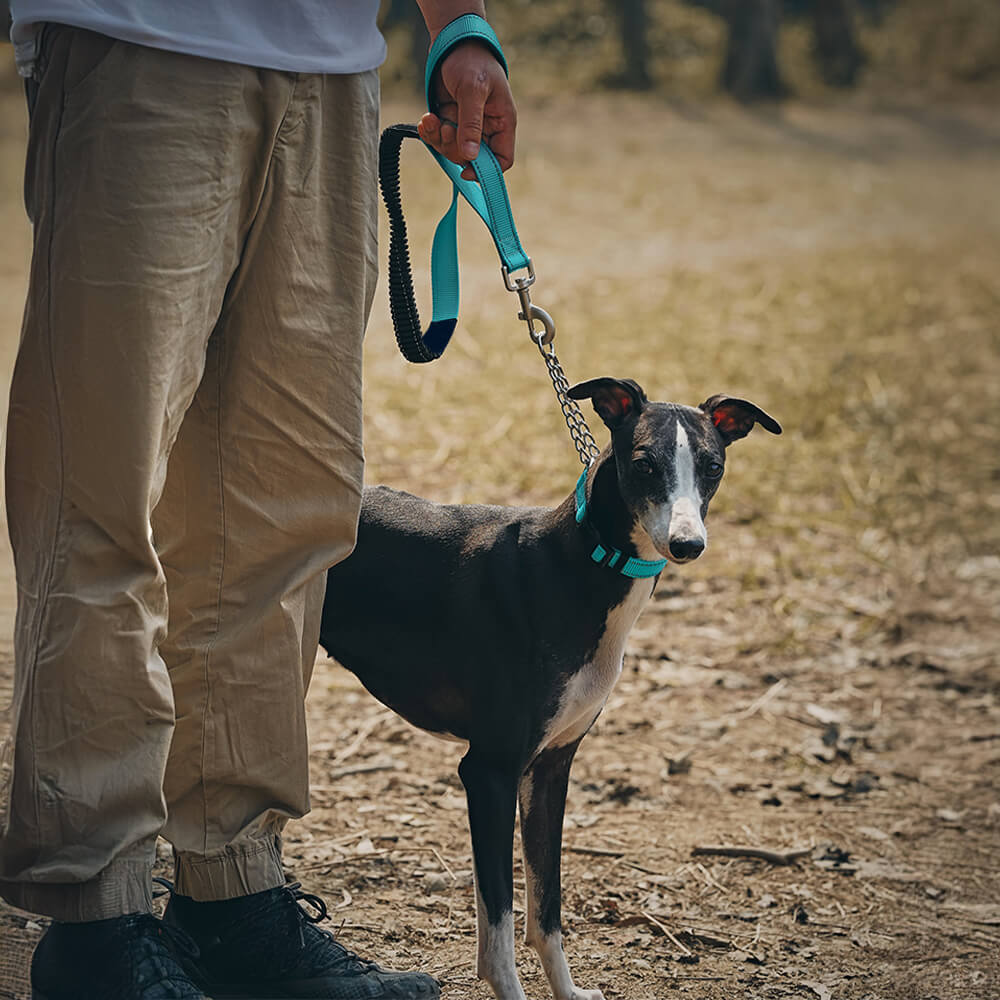 Multifunctional Reflective Anti-Pull Dog Collar and Lead