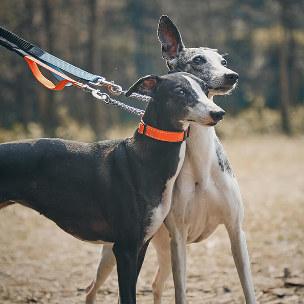 Multifunctional Reflective Anti-Pull Dog Collar and Lead