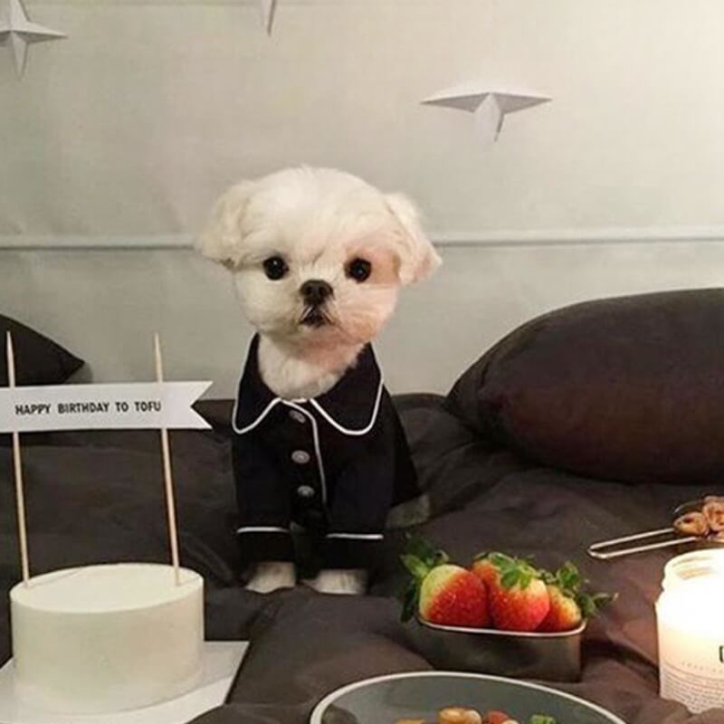 Thin & Comfortable Hair-resistant Matching Pyjamas for Dog and Owner