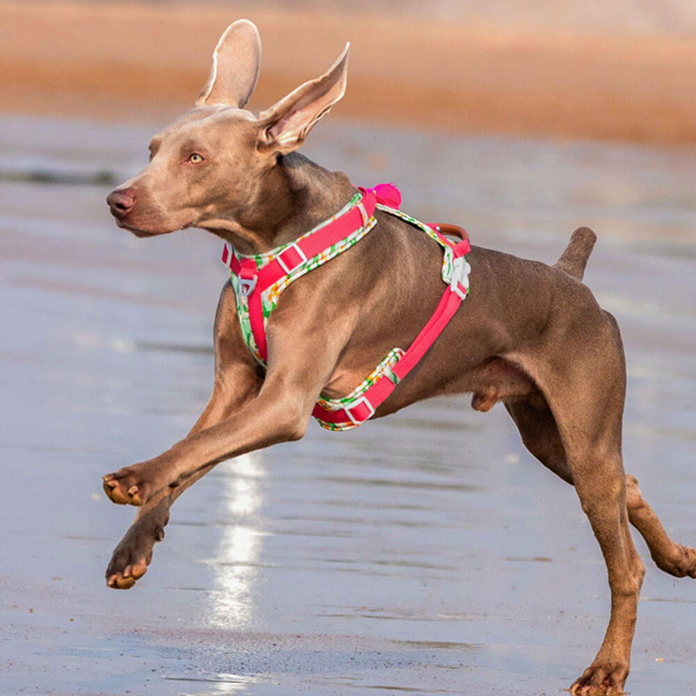 Secure Anti-Pull Large Dog Harness and Lead Walking Set with Walk Bag