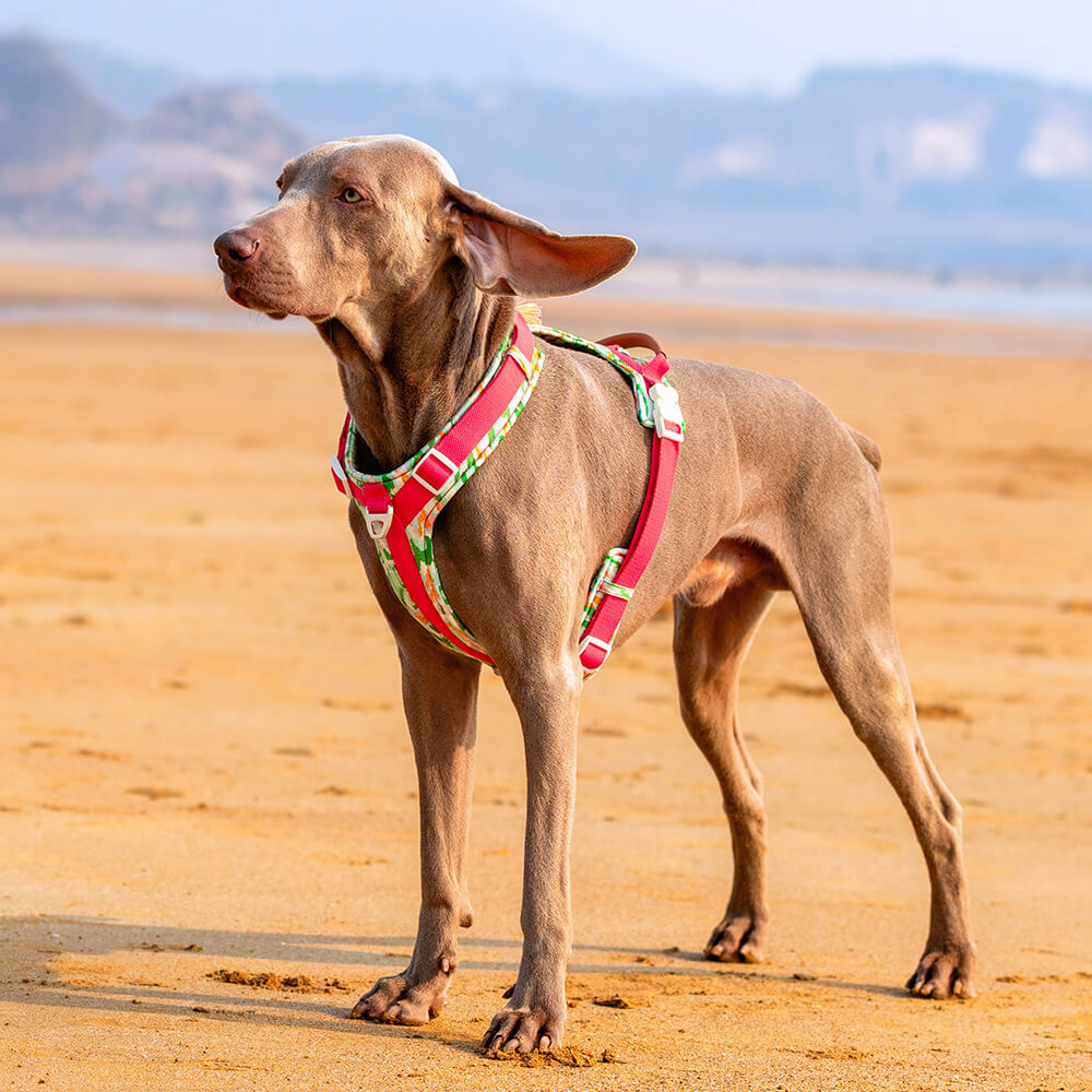 Secure Anti-Pull Large Dog Harness and Lead Walking Set with Walk Bag