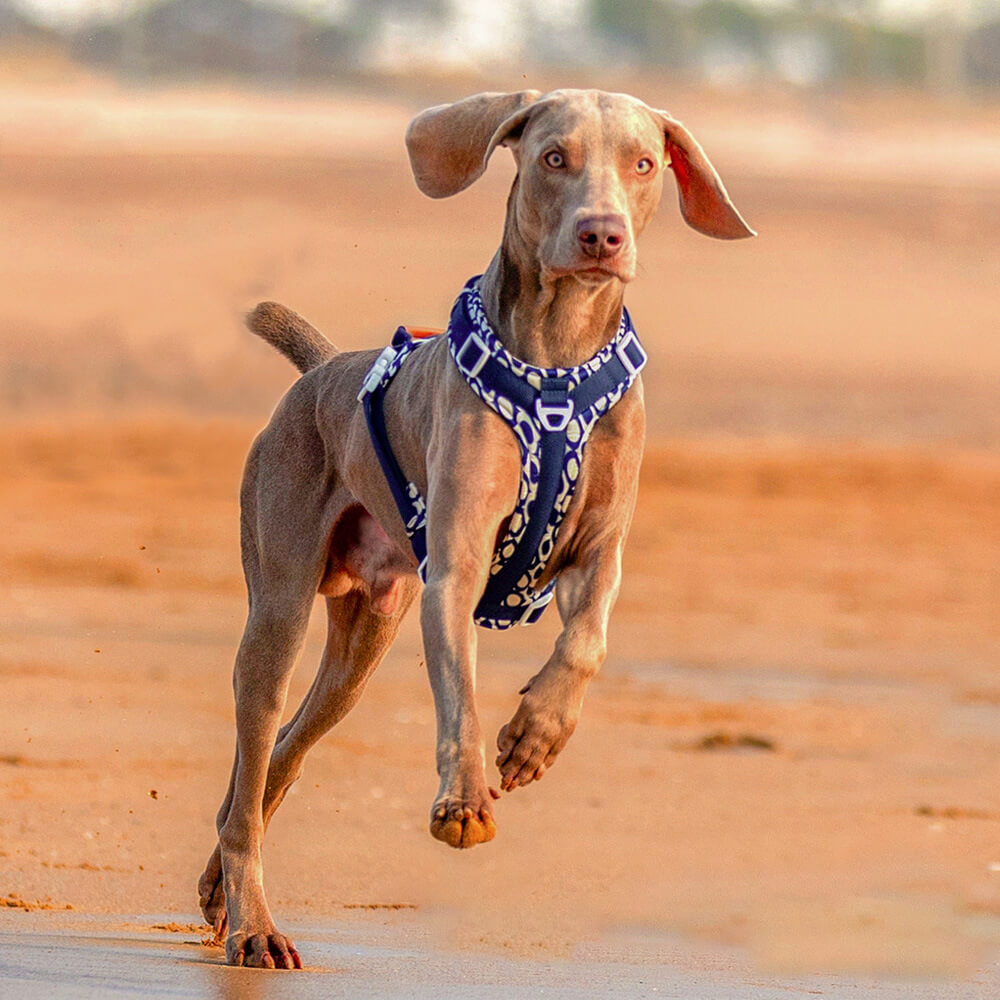 Secure Anti-Pull Large Dog Harness and Lead Walking Set with Walk Bag