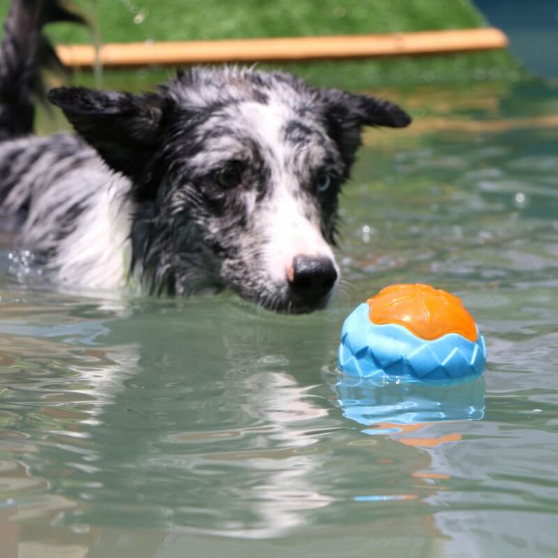Dog Interactive Chew Toy Outdoor Floating Water Toy