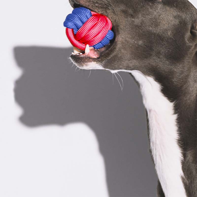 Knots Ball Throwing Dog Toy - Colour Clash