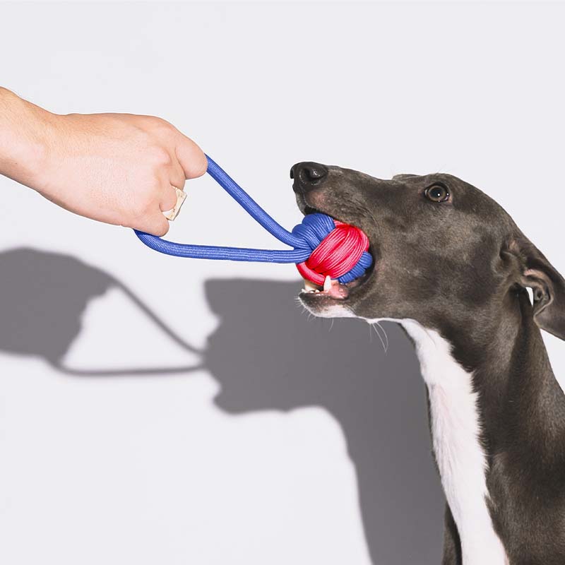 Knots Rope Tug Dog Toy - Colour Clash