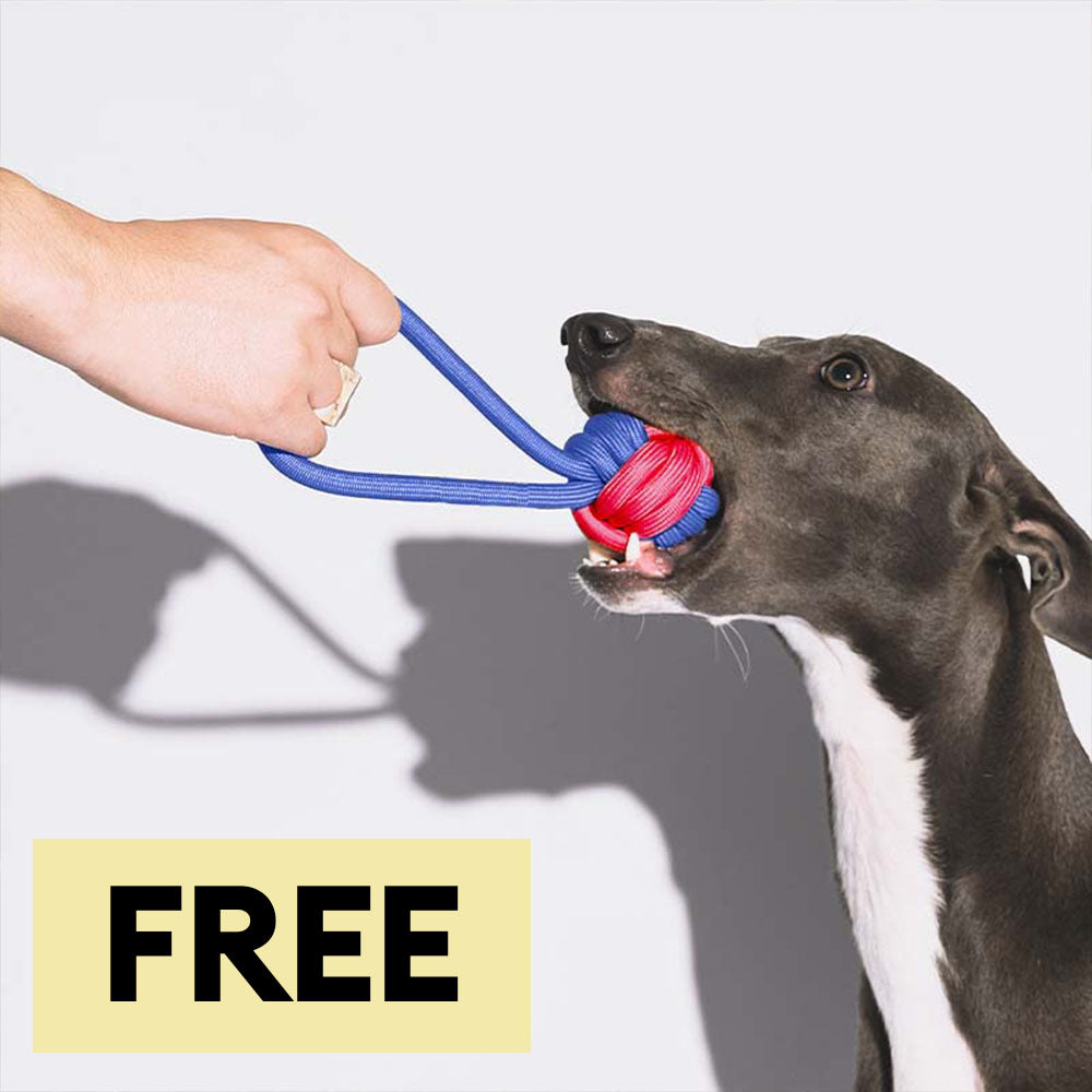 Knots Rope Tug Dog Toy - Colour Clash-Limited Quantity