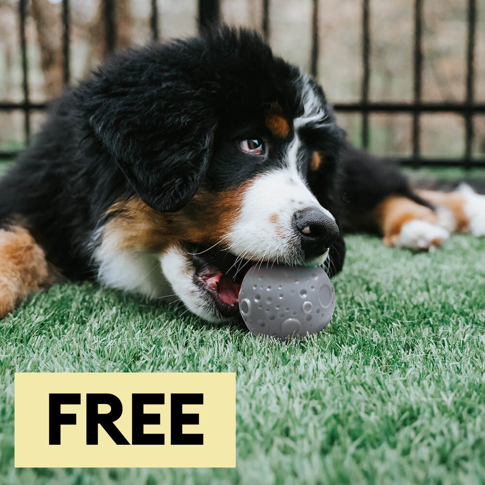 Cosmos Feeder Training Ball Dog Toy-Limited Quantity
