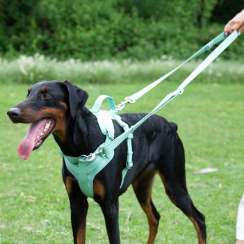 Gummy Dog Leash - FUNNYFUZZY